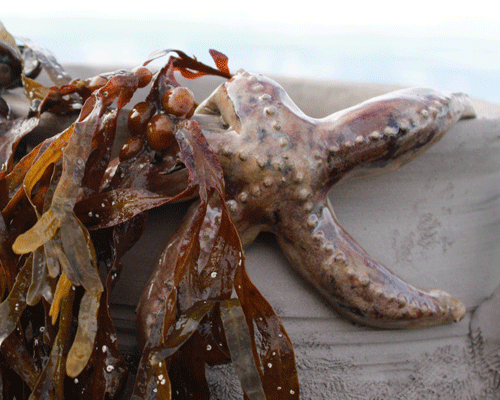 Höganäs 100 år Havets hjärta